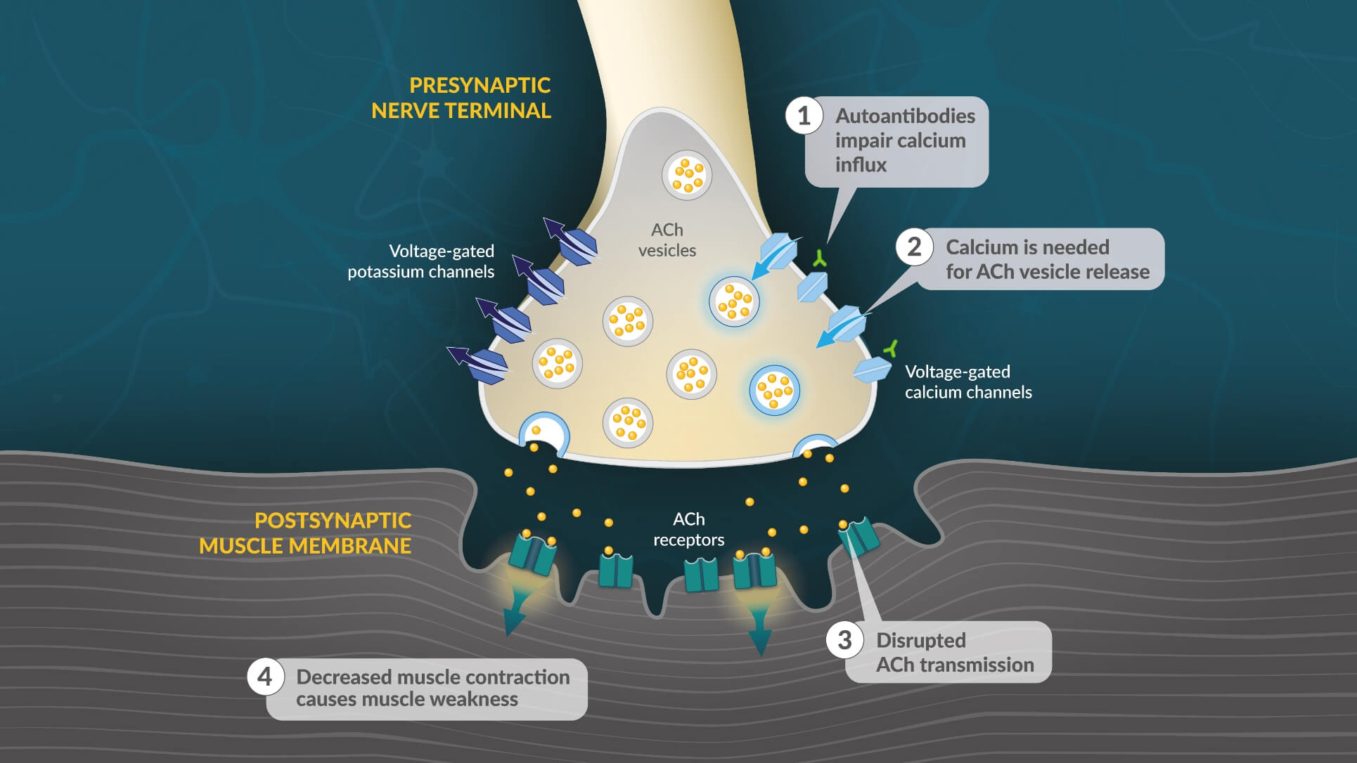 LEMS mechanism of disease